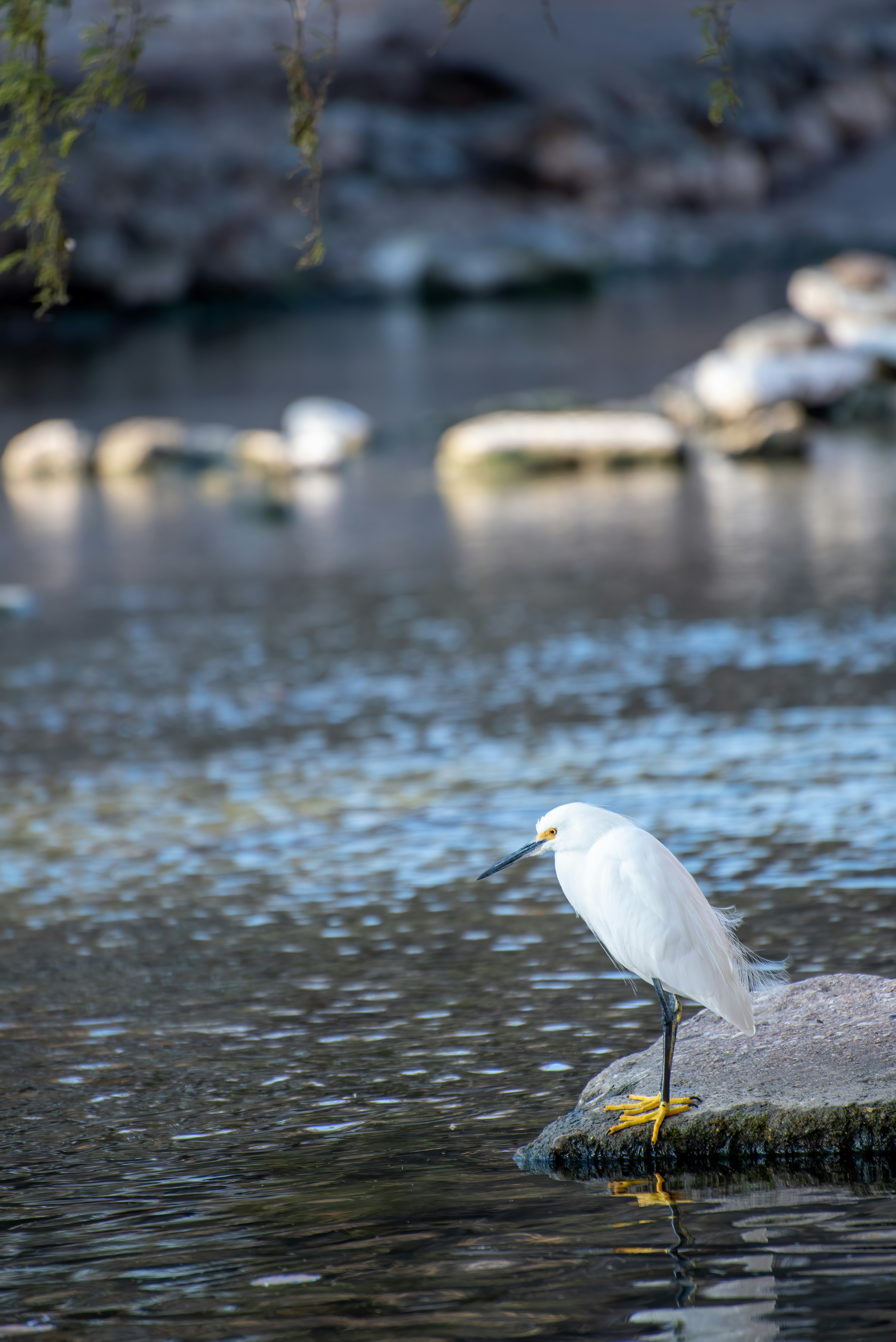 white bird flying over the water during daytime